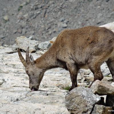 Chamois