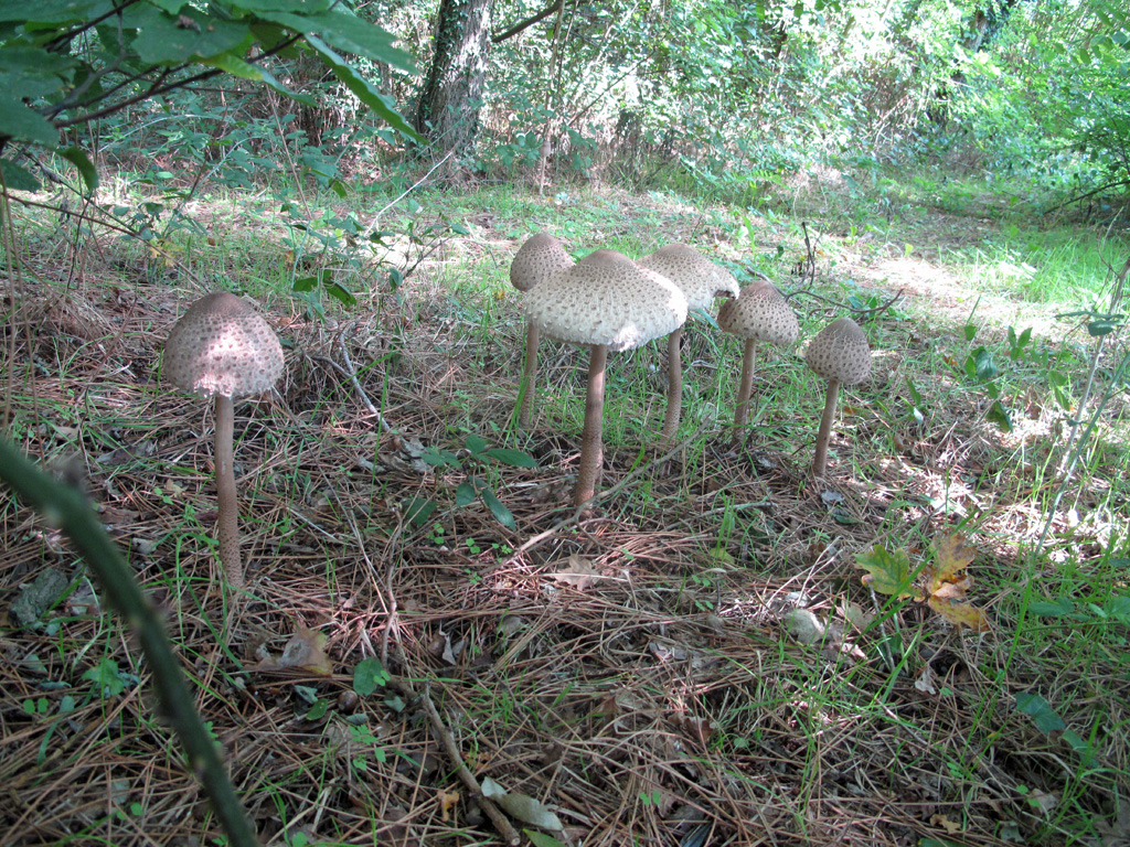 201710-Sous-bois avec champignons