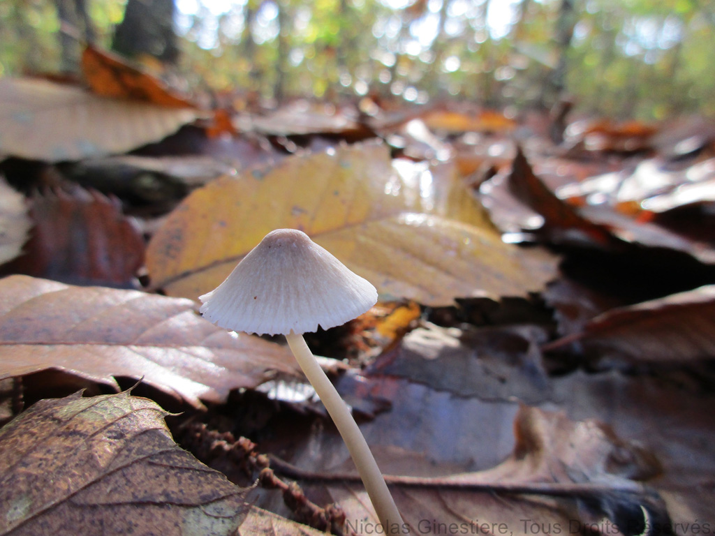 champignon-cône