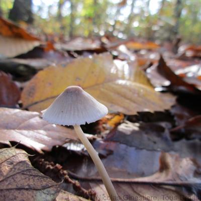 champignon-cône