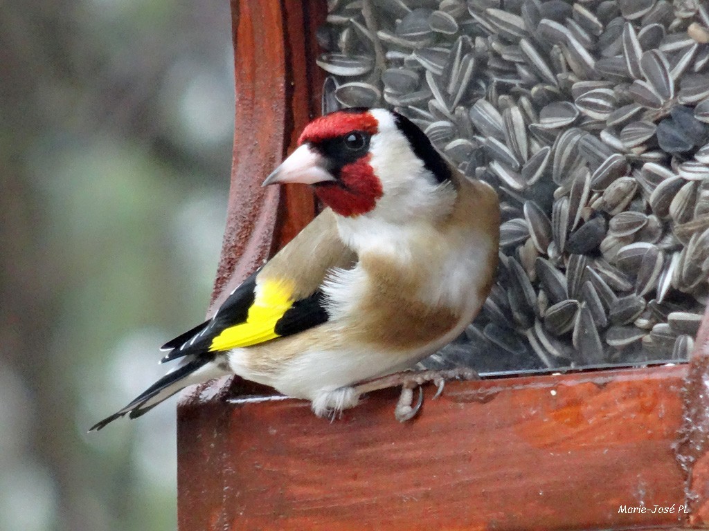 Chardonneret élégant