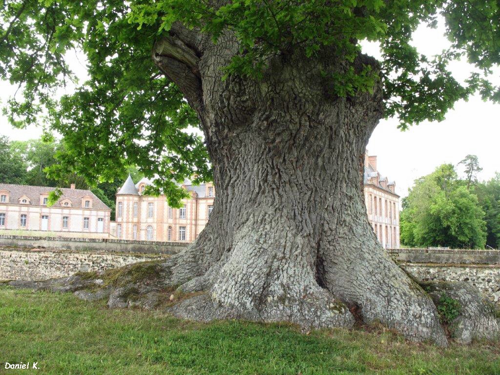 Chêne à Montigny sur Avre