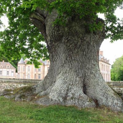 Chêne à Montigny sur Avre