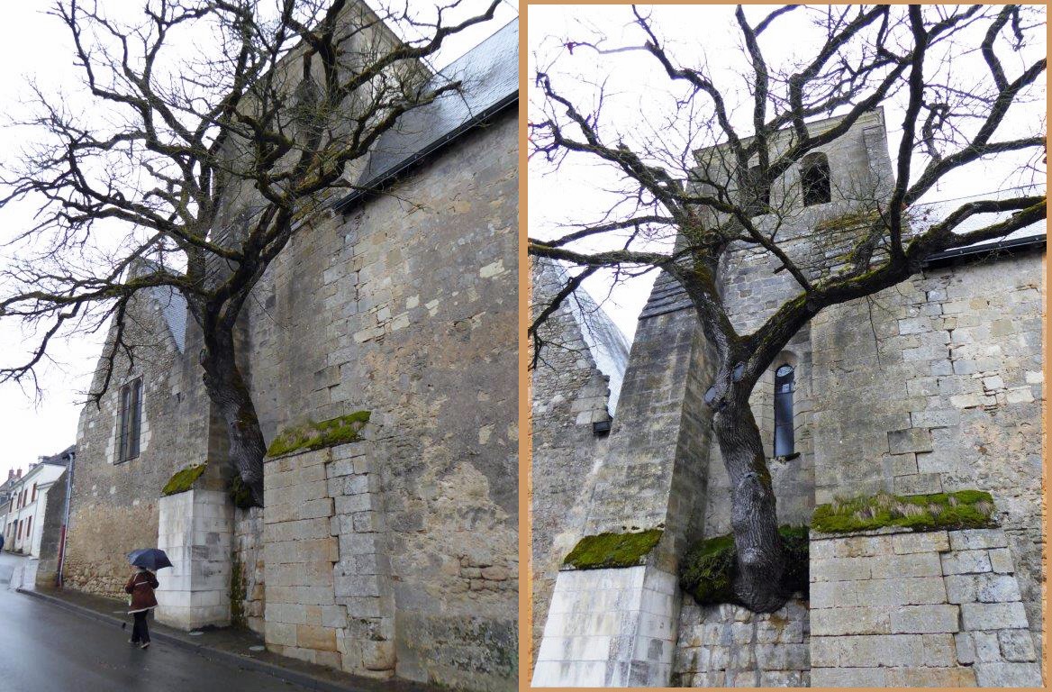 Chêne dans le mur