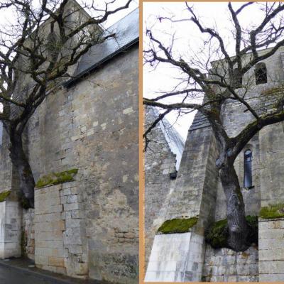 Chêne dans le mur