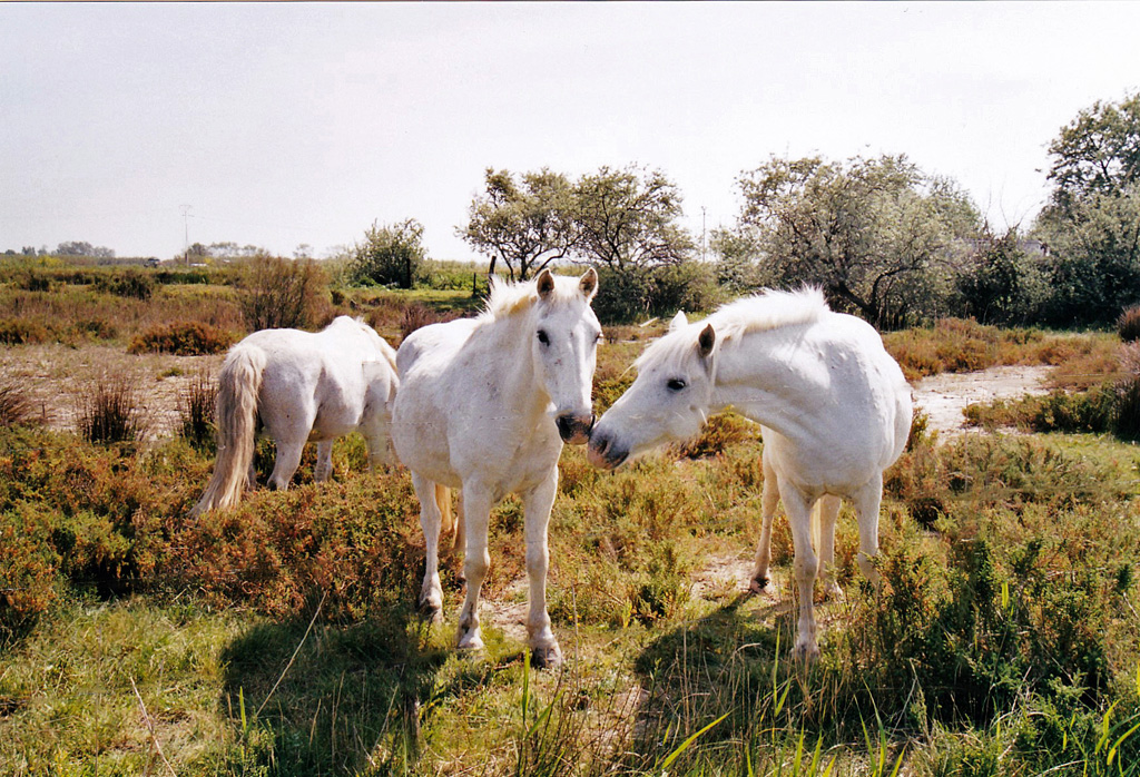 201604g8-Chevaux