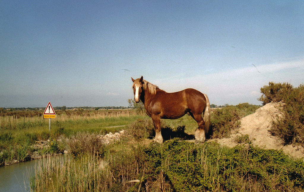 CAMARGUE