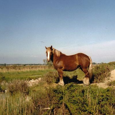 CAMARGUE