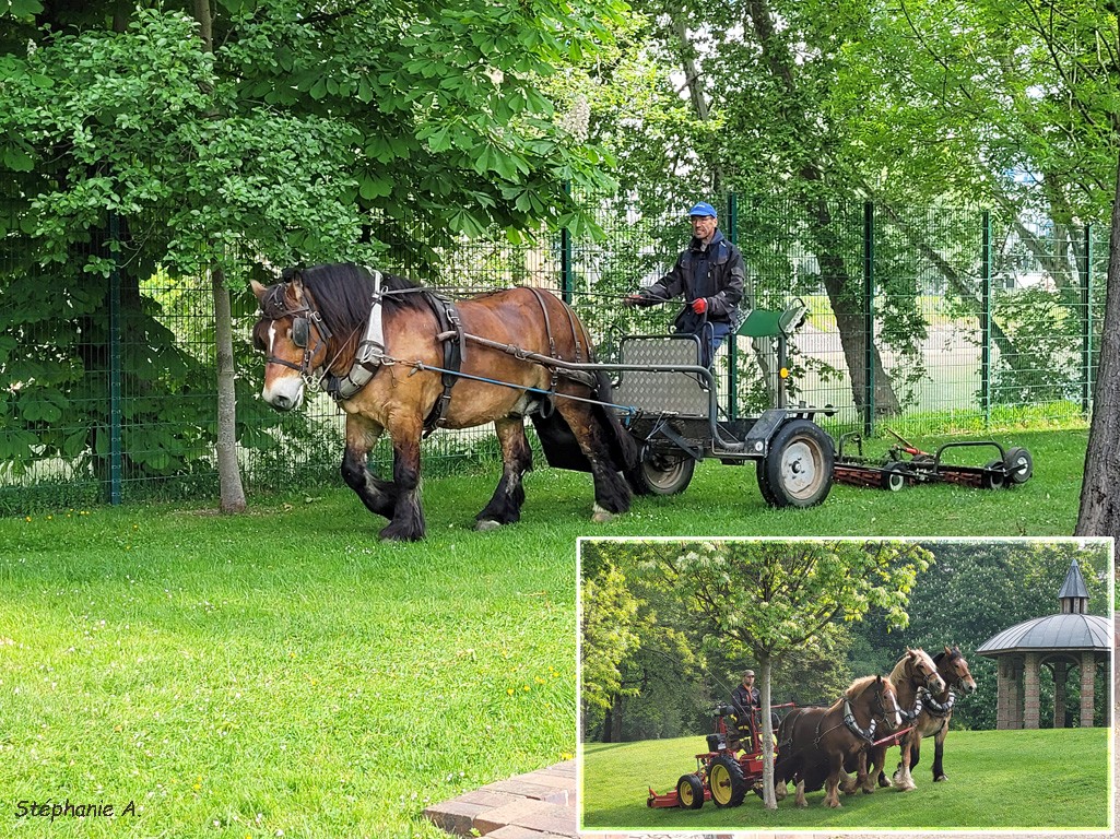 Chevaux attelés2