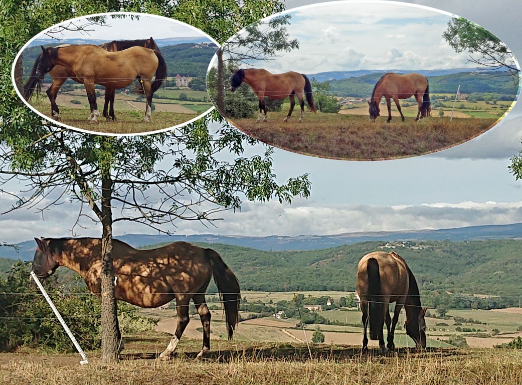 Chevaux jour