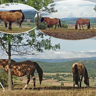 Chevaux jour