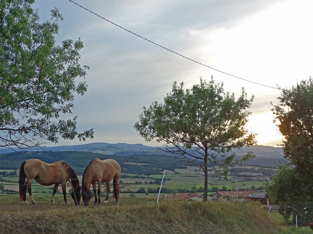 Chevaux soir