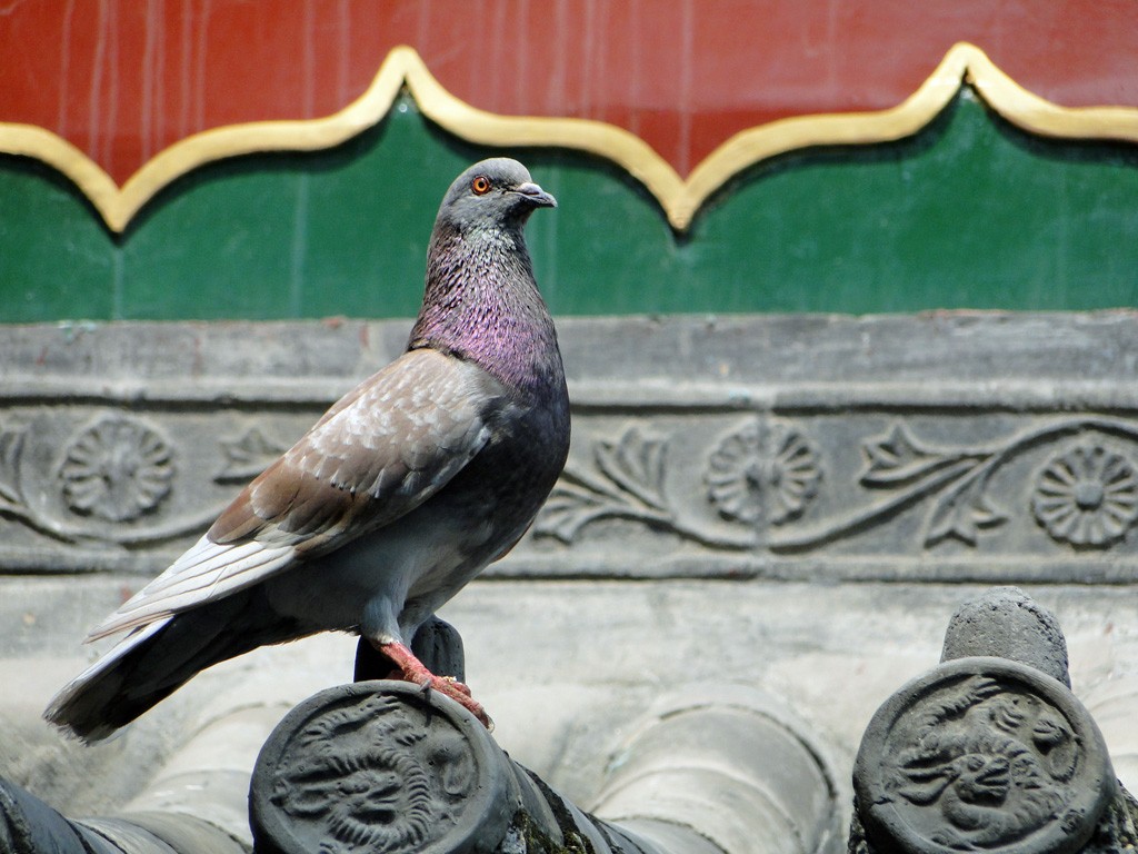 pigeon sur dragon