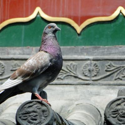 pigeon sur dragon