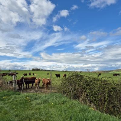 Ciel et vaches