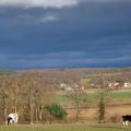 ciel-vaches3