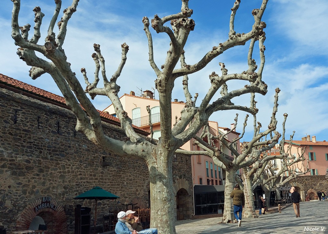 Collioure alltro