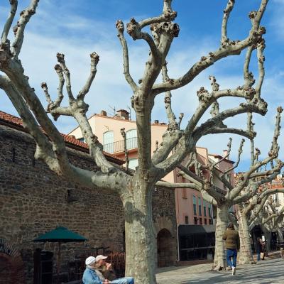 Collioure alltro