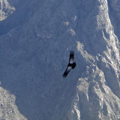 condor