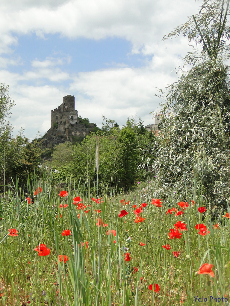 coquelicots-chateau