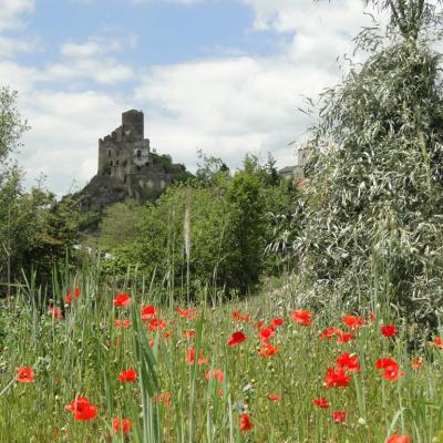 coquelicots-chateau