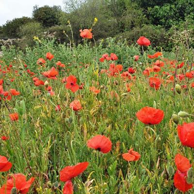 Coquelicots