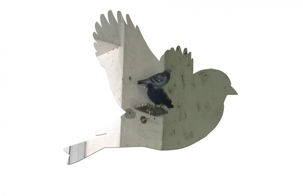 corneille, leurre à pigeon