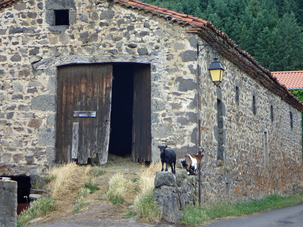 Deux chèvres