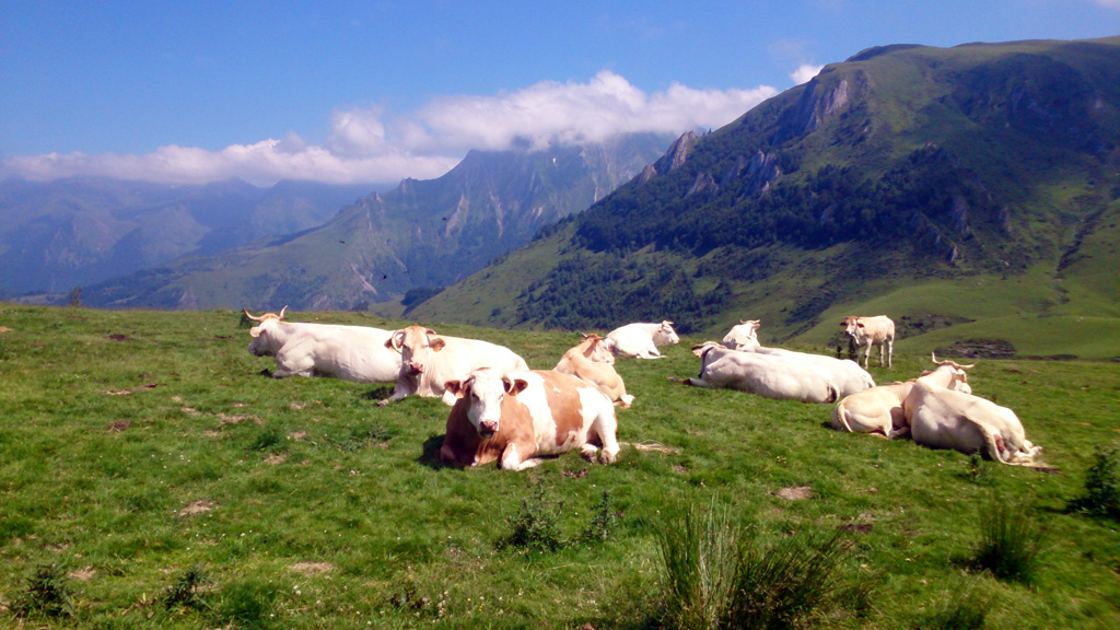 Pyrénéennes