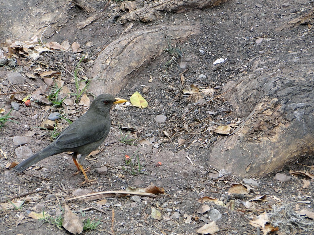 avec oiseau