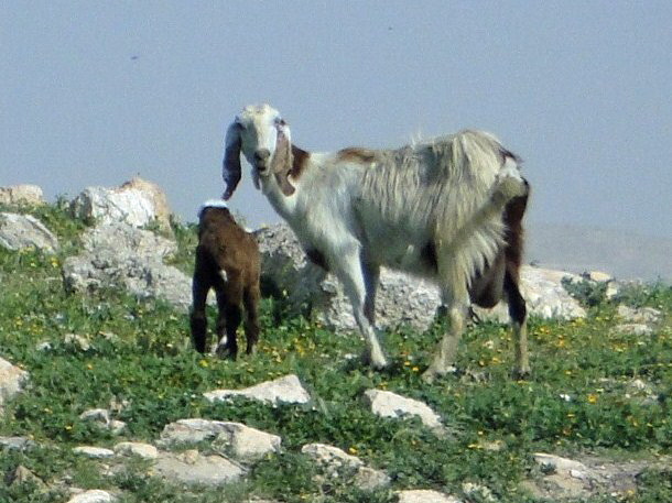 Autre chèvre de Jordanie