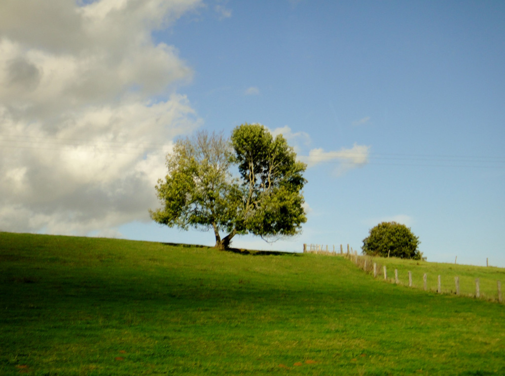 Arbre