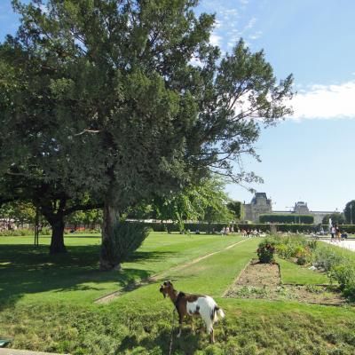 Tuileries5