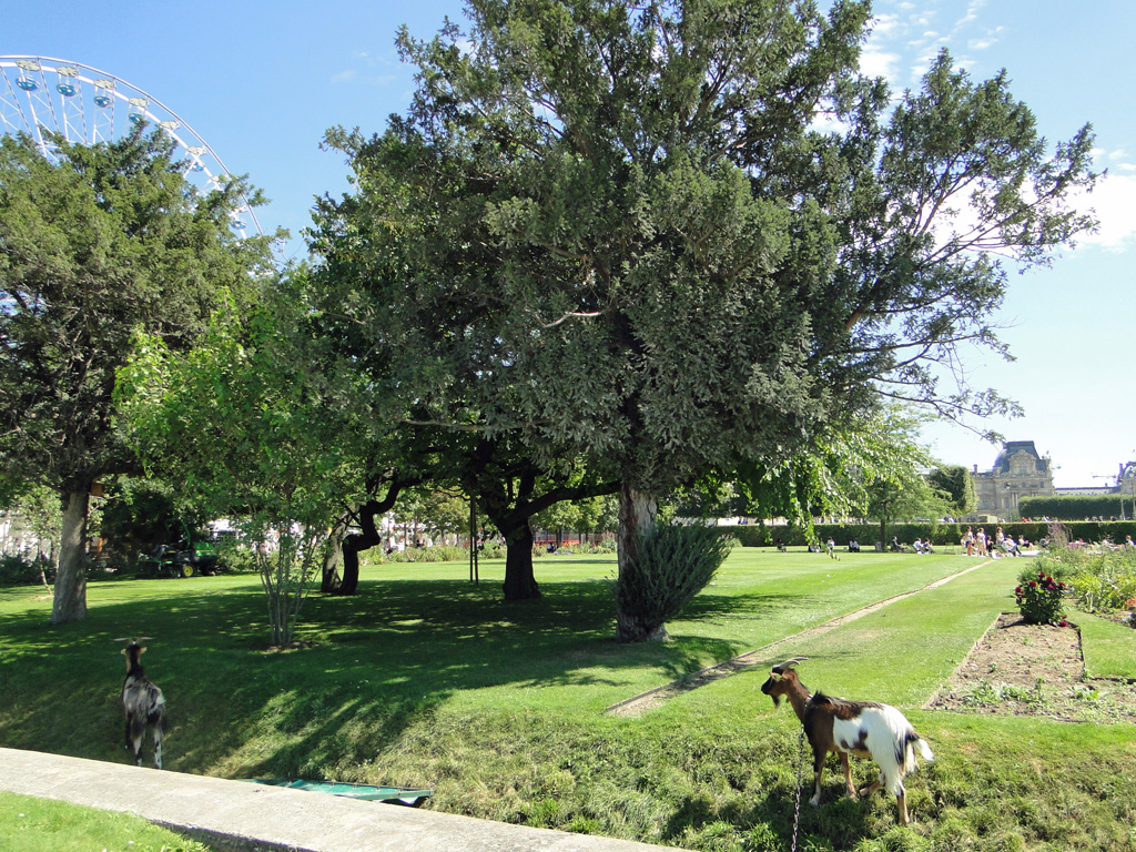 Tuileries4