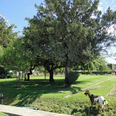 Tuileries4