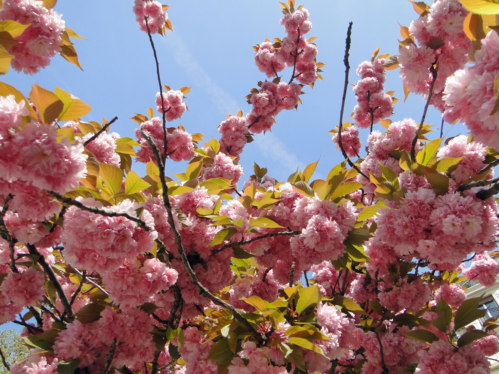 branches fleuries