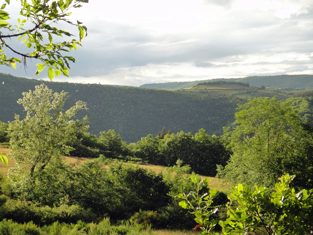 Pollens d'Auvergne