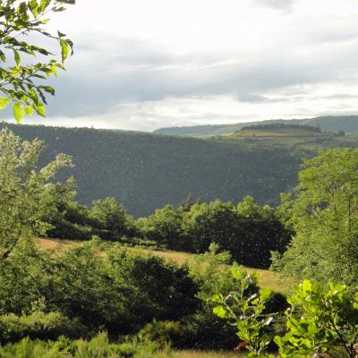 Pollens d'Auvergne