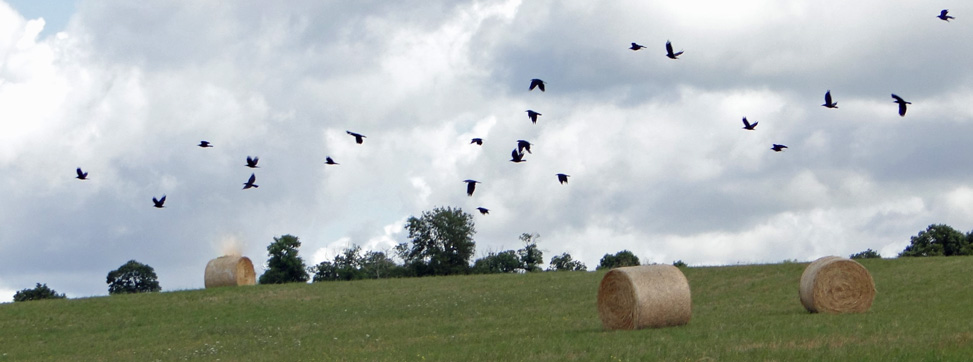 vol de corbeaux à la campagne en été