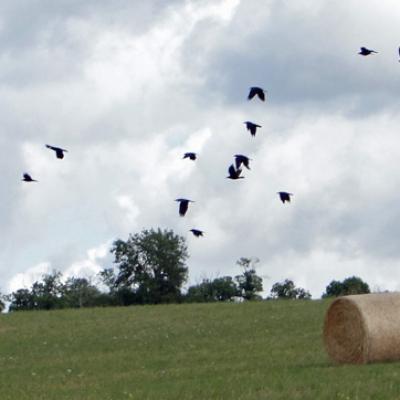 vol de corbeaux à la campagne en été