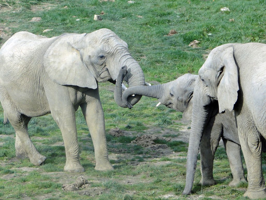 en-famille