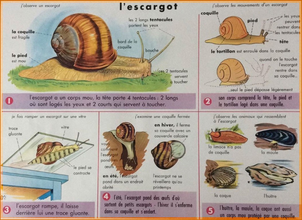 Escargot