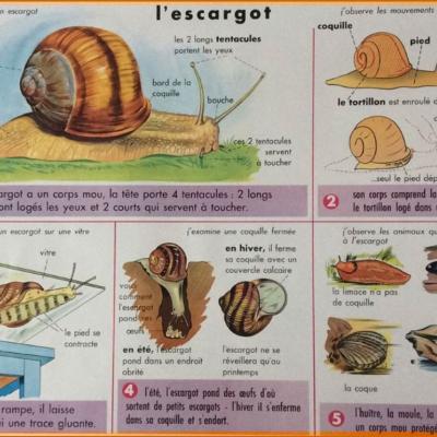 Escargot