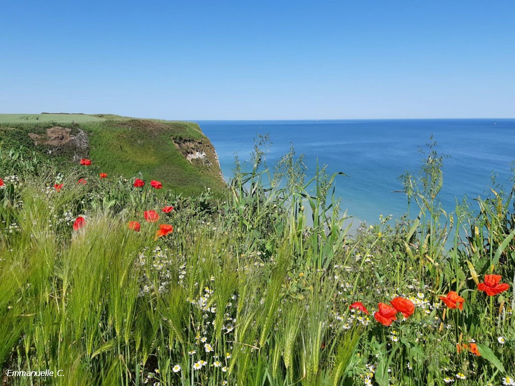 Falaise coquelicots