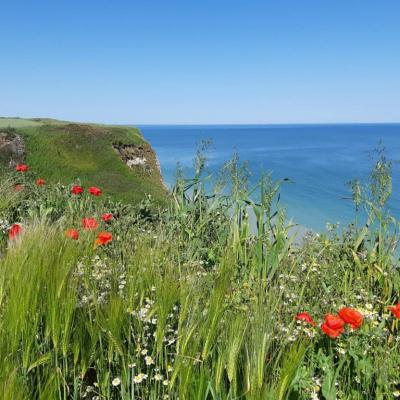 Falaise coquelicots