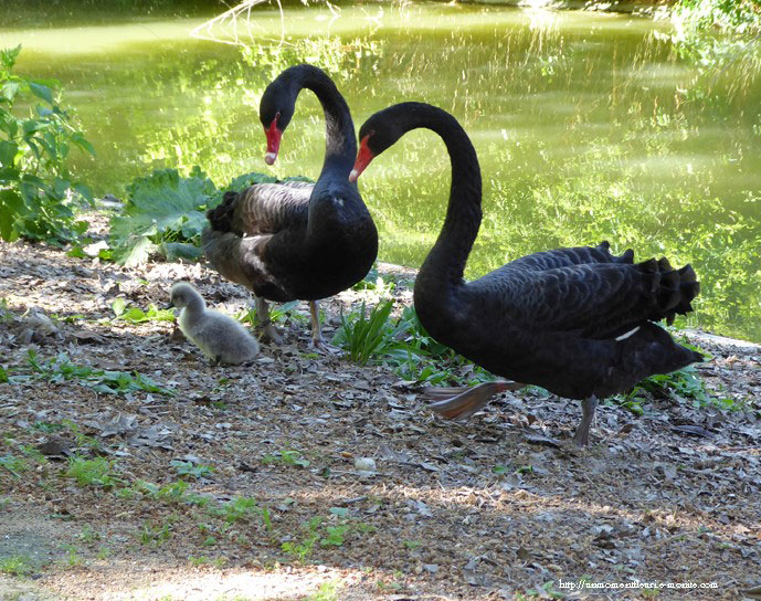 famille-cygne