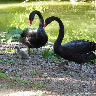 famille-cygne