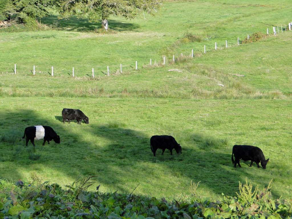 Galloways-à-Javerdat