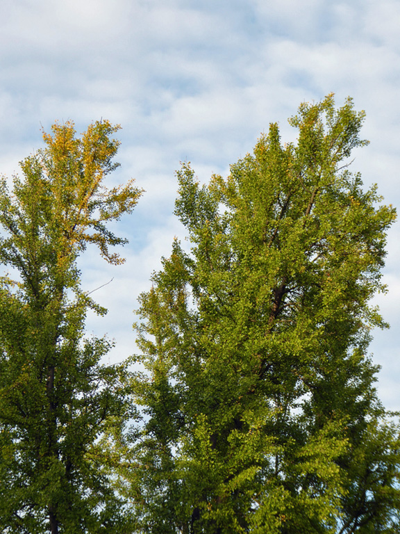 ginkgo-cime