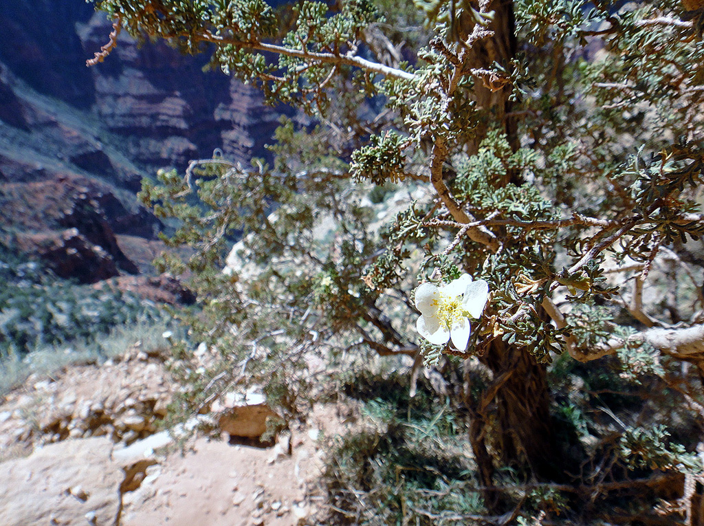 Grand-canyon-23